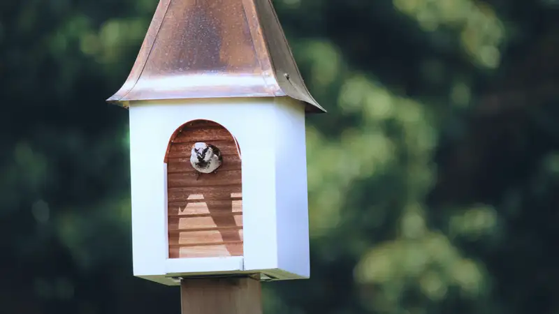 Ein kleiner Vogel schaut aus einem Nistkasten heraus.