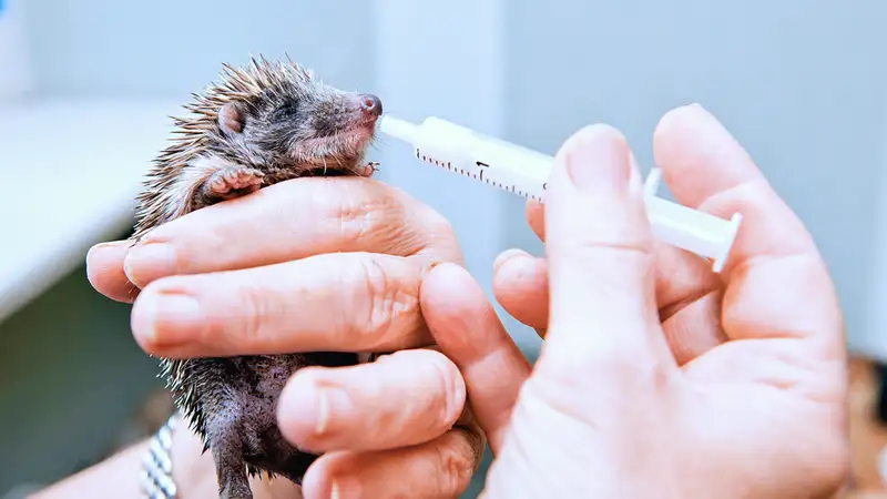 Ein winziger Igel wird mit einer Spritze gefüttert.