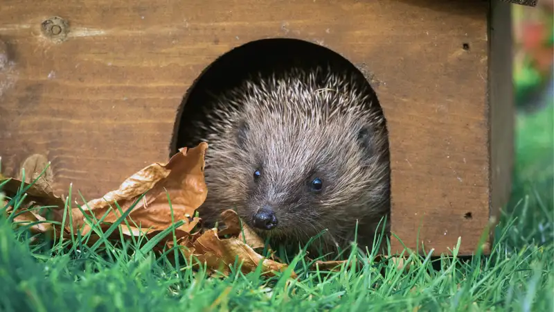 Ein Igel blickt aus einem Igelhäuschen heraus.