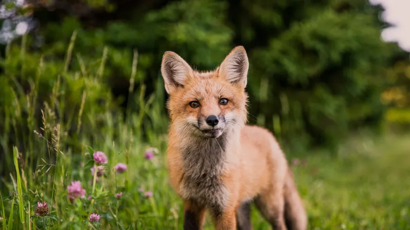 Ein Fuchs auf einer Wiese
