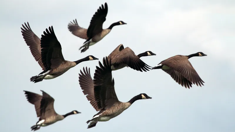Ein Schwarm Gänse im Flug