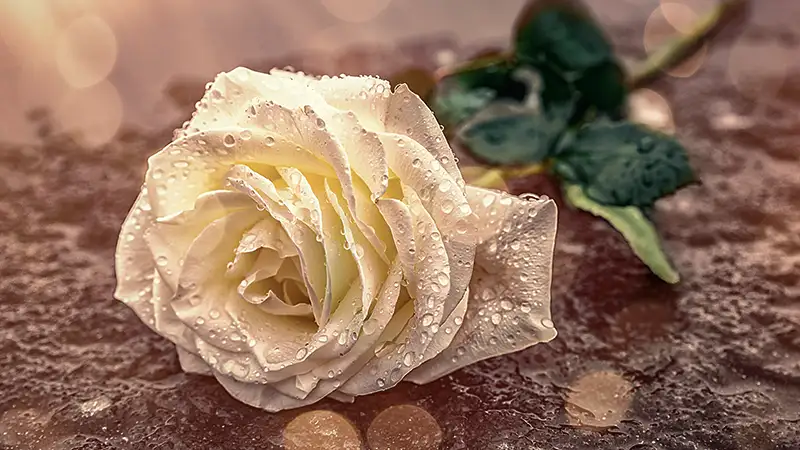 Eine einzelne weiße Rose mit Tautropfen liegt auf einem steinernen Untergrund, beleuchtet von sanftem Sonnenlicht.