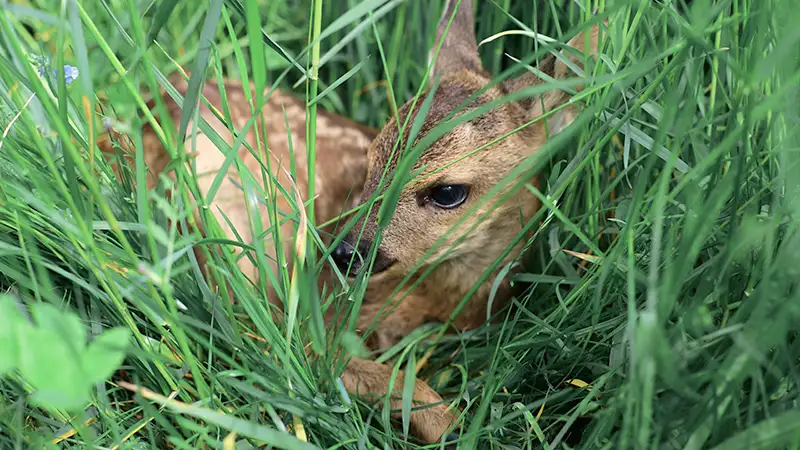 Ein junges Rehkitz liegt versteckt im hohen grünen Gras und schaut vorsichtig heraus.